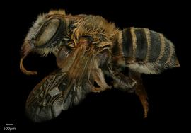  Megachile vestis  female lateral habitus, photo: Shaun Heller 
